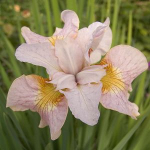 Iris Sibirica Lemon Veil