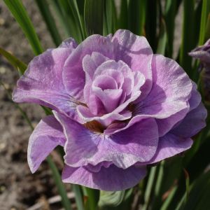 Iris Sibirica Pink Parfait