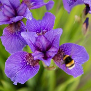 Iris Sibirica Reprise