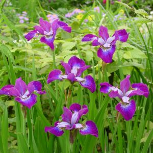 Iris Sibirica Roaring Jelly