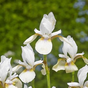 Iris Sibirica Snow Prince