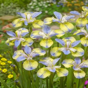 Iris Sibirica Tipped in Blue