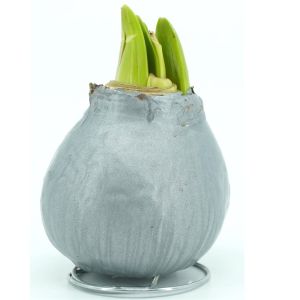 Silver waxed Amaryllis with metal base