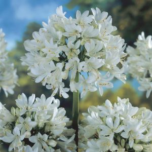Agapanthus Polar Ice