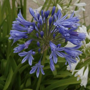Agapanthus africanus