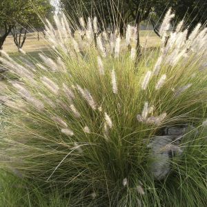 Deschampsia cespitosa Goldtau