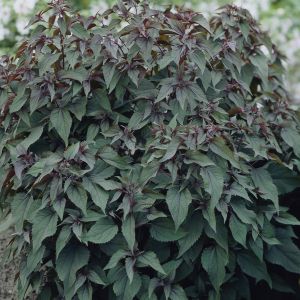 Eupatorium rugosum Chocolate