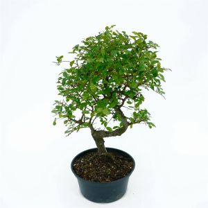 Bonsai Elm plastic pot 15cm