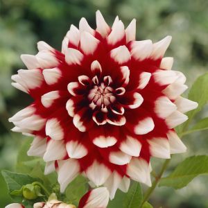 Dahlia Duet