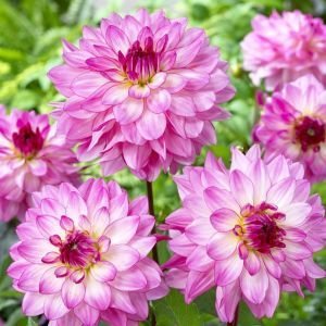 Dahlia Sincerity