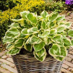 Hosta Diamond Tiara
