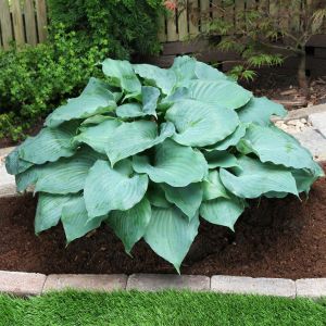 Hosta Moonlight Sonata