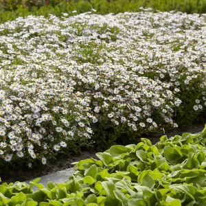 Aster ageratoides (Ashvi)