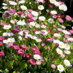 Bellis perennis mix