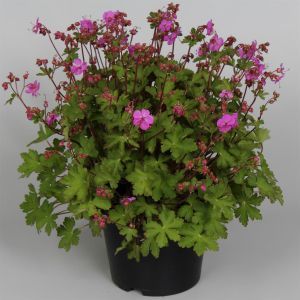 Geranium Macr. Sandy's smile