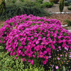 Aster dumosus Peter Harrison