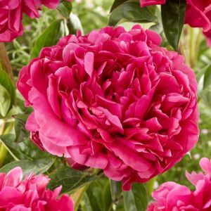 Paeonia Adolphe Rousseau(Lactiflora Rood)