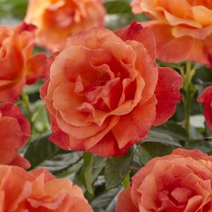 Rosa Fellowship (Floribunda Orange)