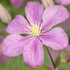 K101.01705 Clematis 'Comtes de Bouchaud'