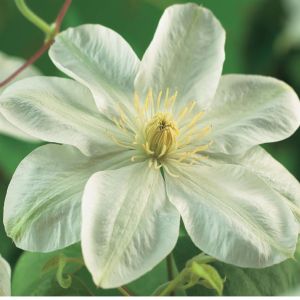 K101.05005 Clematis 'Guernsey Cream'