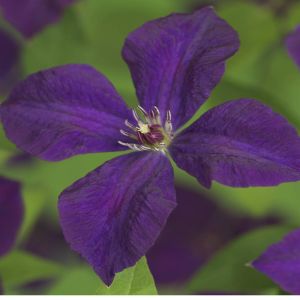 K101.38905 Clematis vit. 'Polish Spirit'