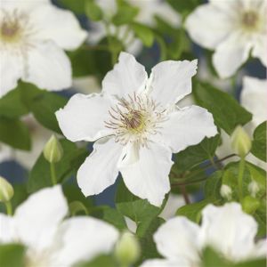 K02225   Clematis 'Destiny'
