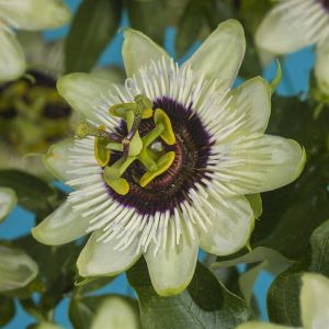 K74598   Passiflora 'Beauty of Hannover'