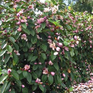 Michelia Fairy Magnolia Blush