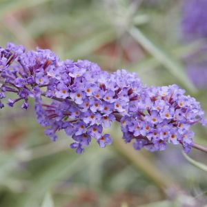 Buddleja davidii var. nanhoensis
