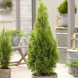 Thuja occidentalis Bright Smaragd