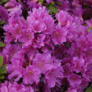 Rhododendron Geisha Lilac