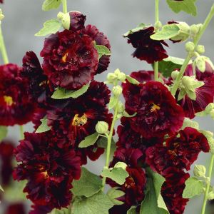 Alcea rosea Chater's Double purple (Nigra)