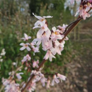 Abeliophyllum distichum