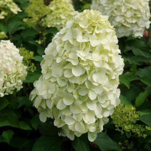 Hydrangea paniiculata Hercules