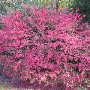 Euonymus alatus Compactus