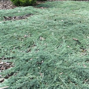 Juniperus horizontalis ICEE BLUE