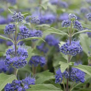 Caryopteris x clandonensis Inoveris Grand Bleu