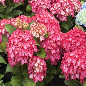 Hydrangea macrophylla Selma