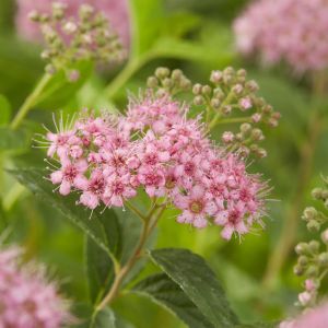 Spiraea japonica Manon