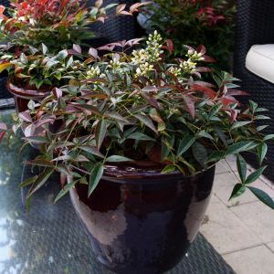 Nandina FLIRT ('Murasaki'PBR) (25)