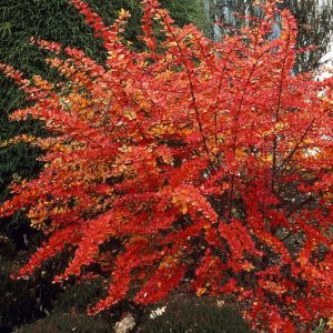 Berberis thunbergii(Royal Ruby)