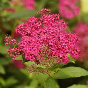 Spiraea japonica Dart's Red