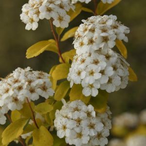 Spiraea vanhouttei Gold Fountain