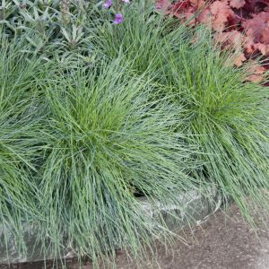 Vaste planten combinatie(Festuca valesiaca Glaucantha)