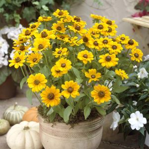 Rudbeckia hirta Toto