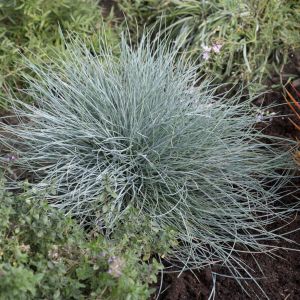 Festuca glauca (Eisvogel)