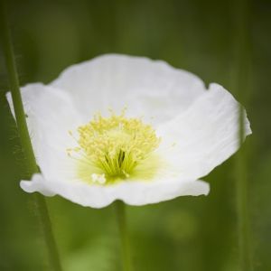 Papaver nudicaule Spring Fever White