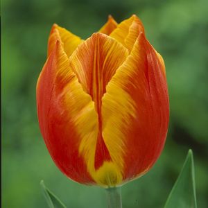 Tulipa Flair