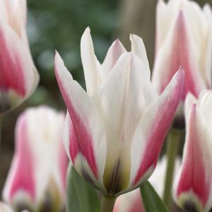 Tulipa Border Legend