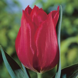 Tulipa Princesse Charmante